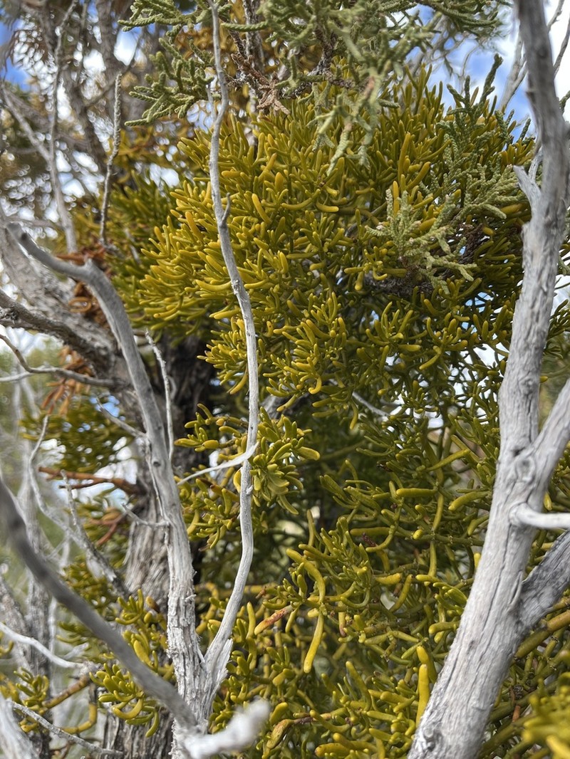 Hawksworth's Mistletoe photo 4