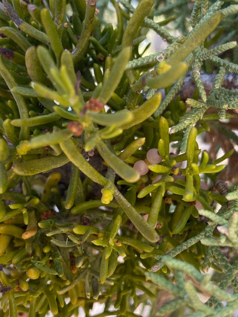 Hawksworth's Mistletoe photo 5