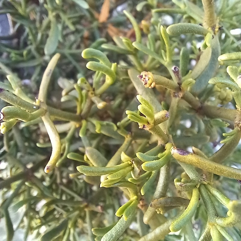 Hawksworth's Mistletoe photo 6