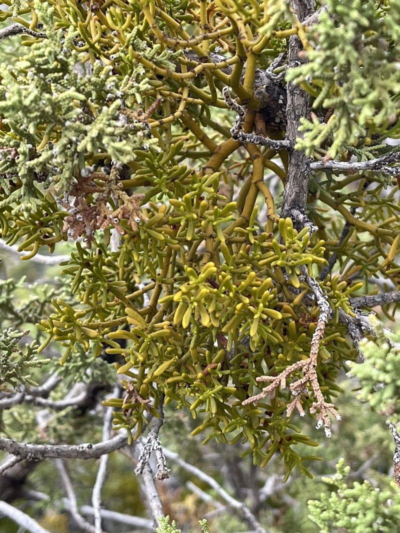 Hawksworth's Mistletoe photo 7