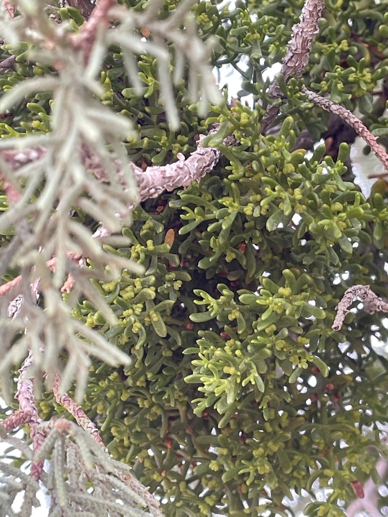 Hawksworth's Mistletoe photo 8