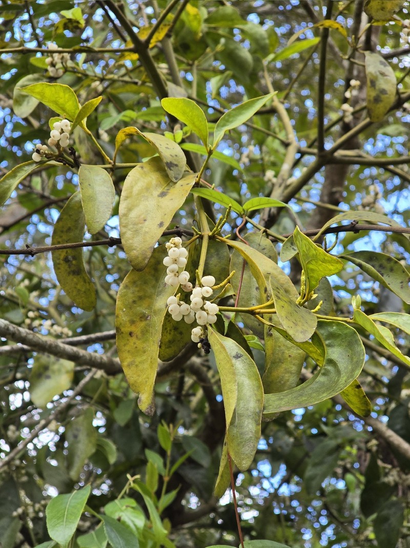 Tropical Mistletoe photo 3
