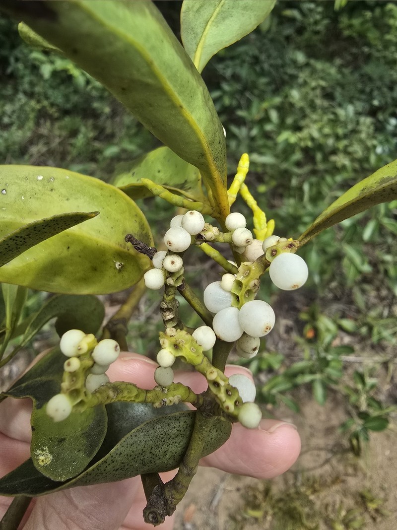 Tropical Mistletoe photo 4