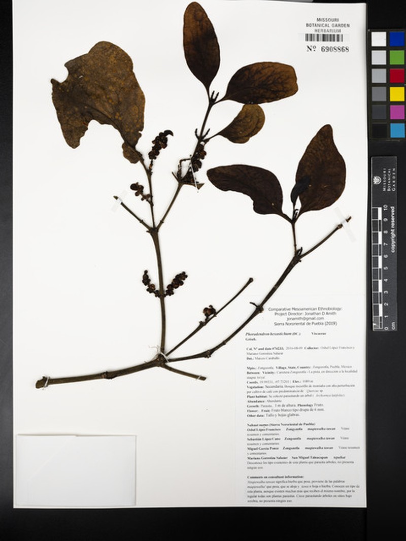 Tropical Mistletoe photo 5