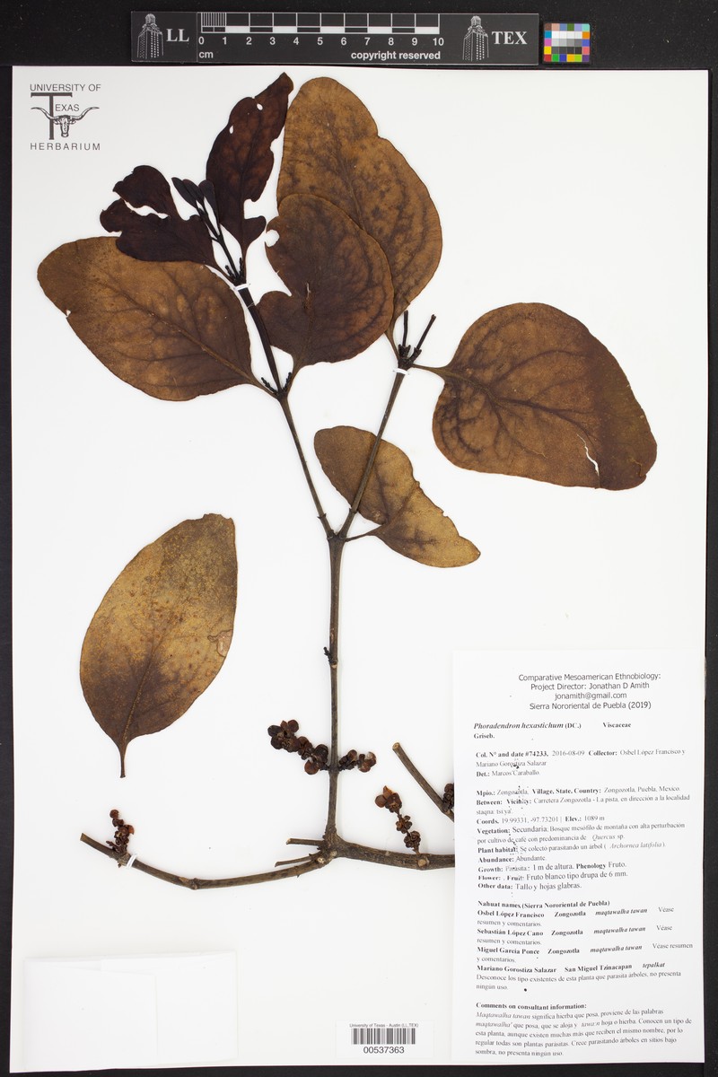Tropical Mistletoe photo 6