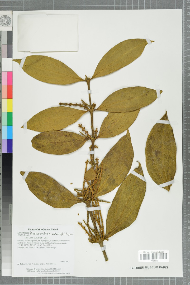 Tropical Mistletoe photo 7