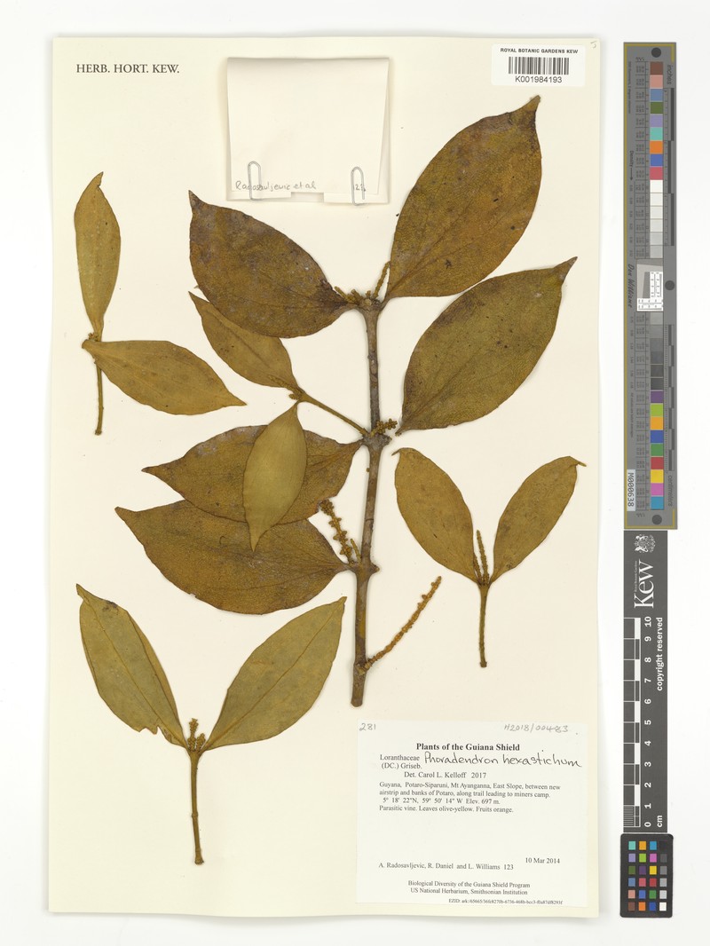Tropical Mistletoe photo 8