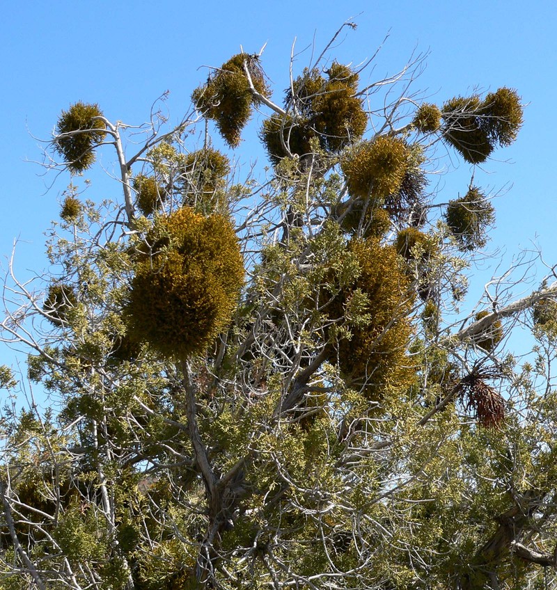 Juniper Mistletoe