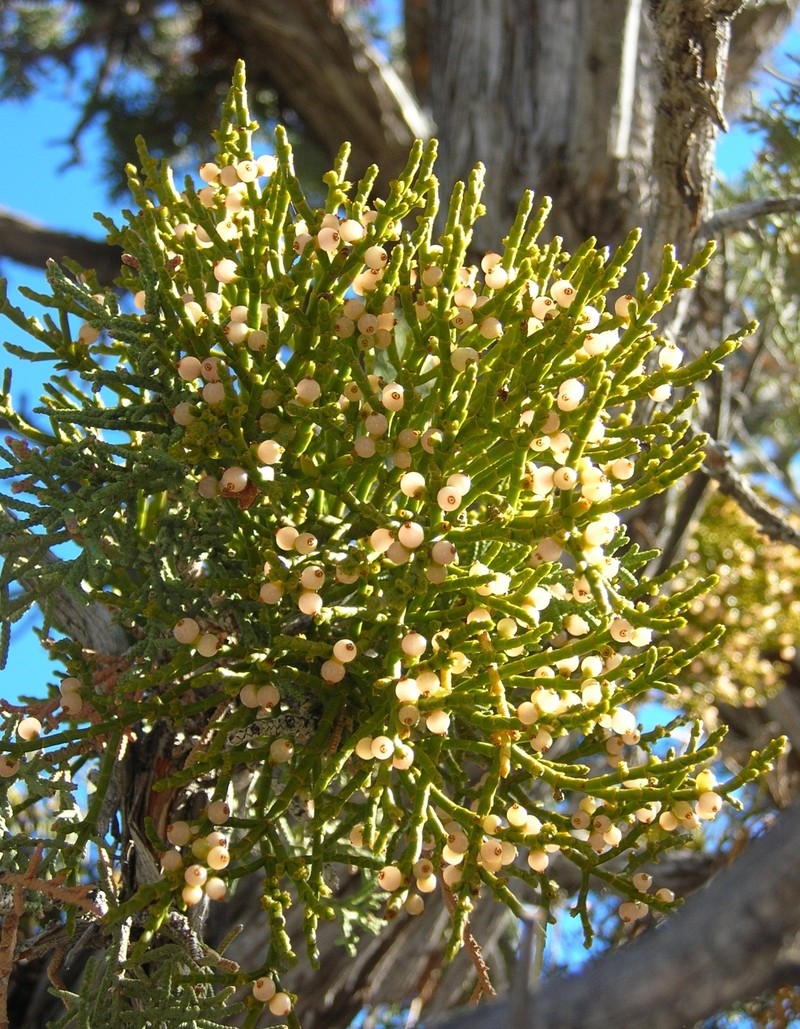 Juniper Mistletoe photo 2