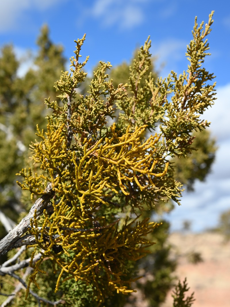 Juniper Mistletoe photo 3