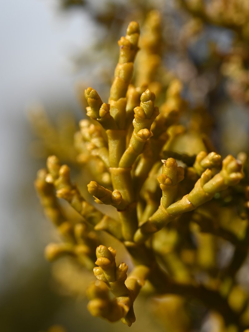 Juniper Mistletoe photo 7