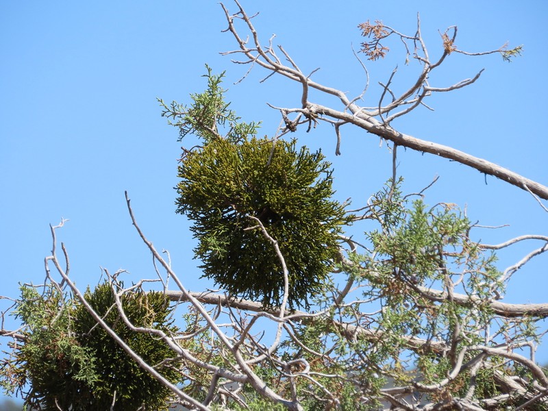 Juniper Mistletoe photo 4