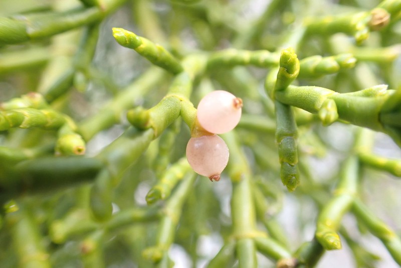 Juniper Mistletoe photo 5
