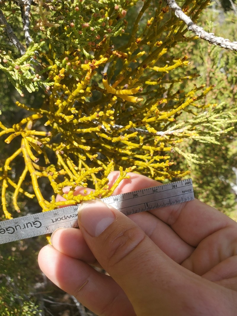 Juniper Mistletoe photo 6