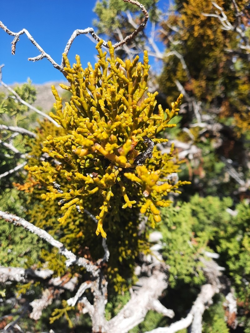 Juniper Mistletoe photo 7