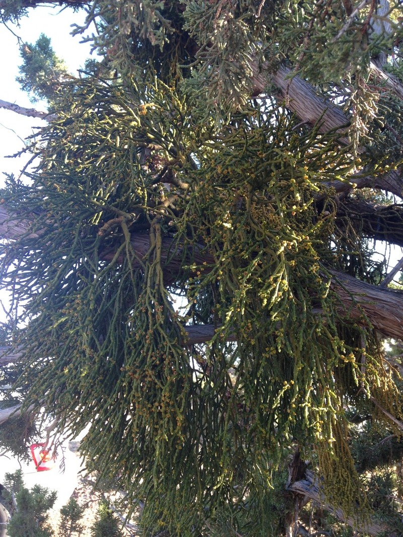 Juniper Mistletoe photo 8