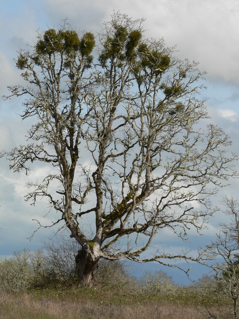 Oak Mistletoe