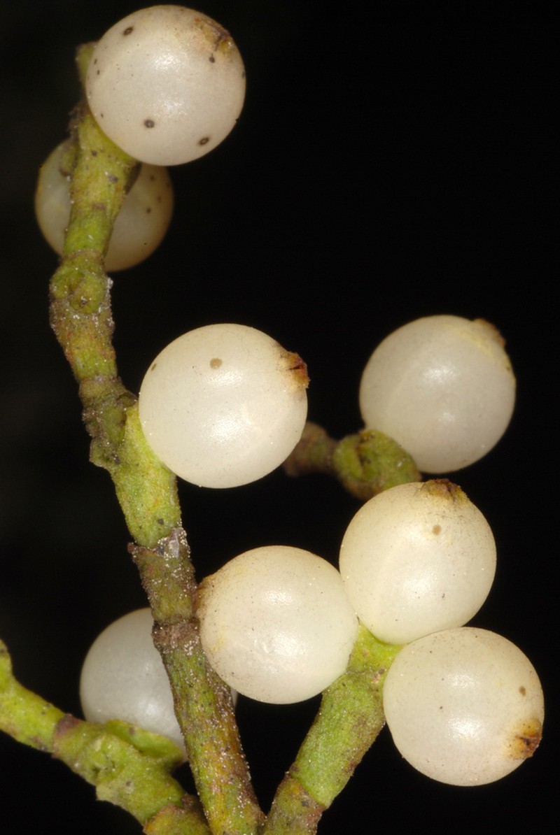Oak Mistletoe