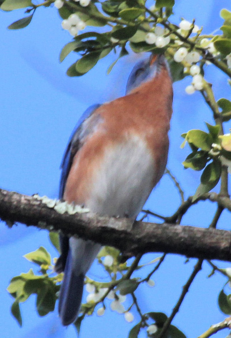 Oak Mistletoe photo 3