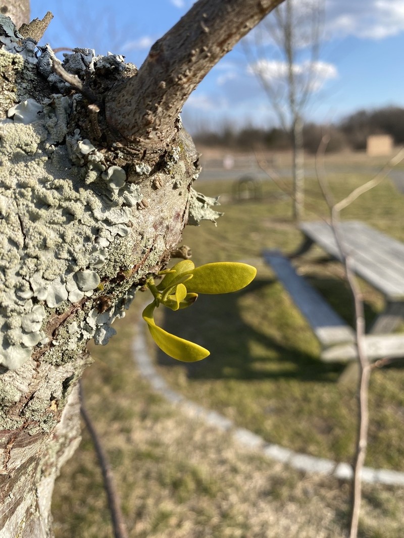 Oak Mistletoe photo 4