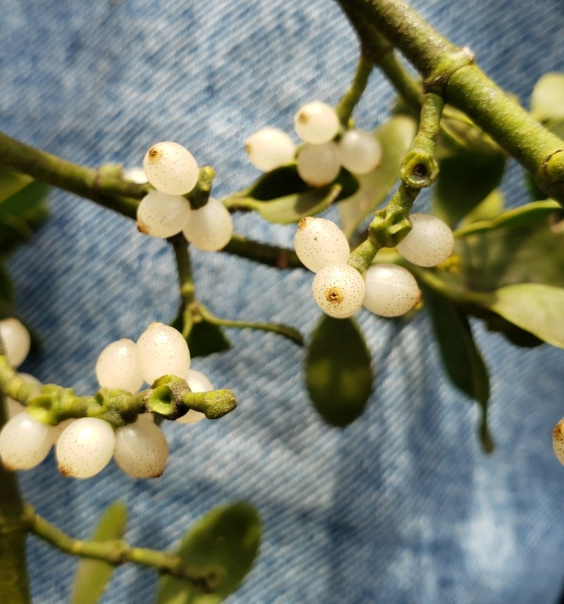 Oak Mistletoe photo 5