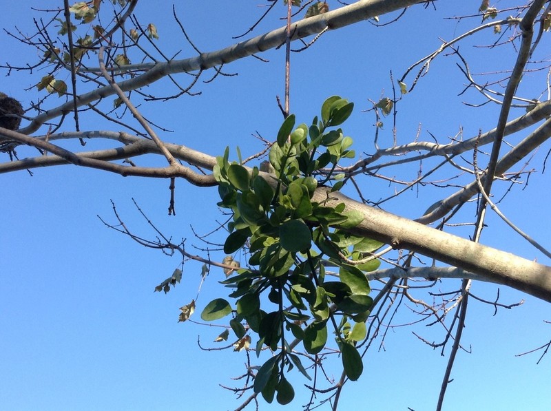 Oak Mistletoe photo 6