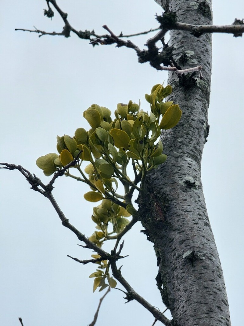 Christmas Mistletoe photo 2
