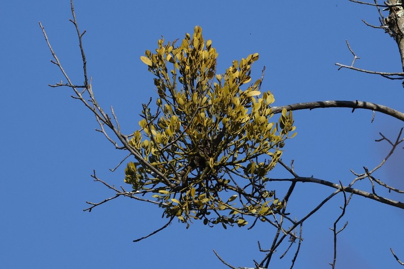 Christmas Mistletoe photo 7
