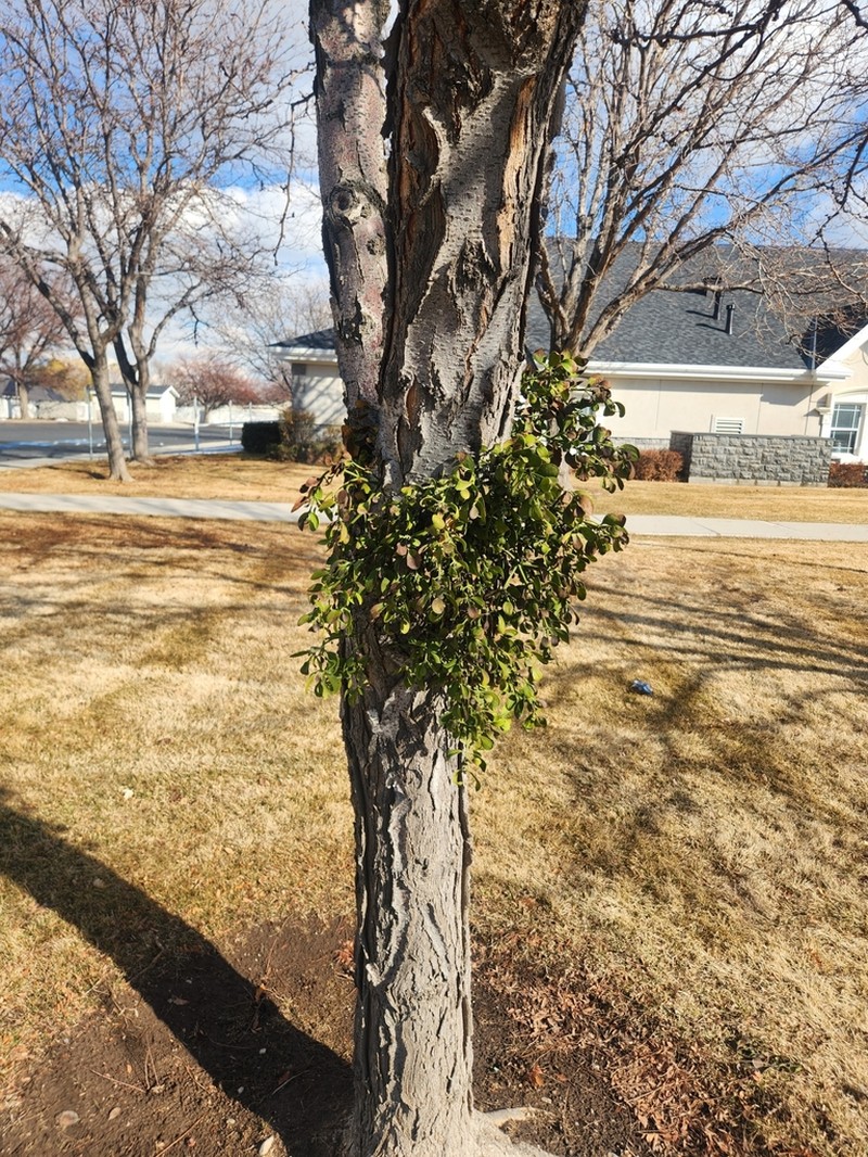 Christmas Mistletoe photo 8