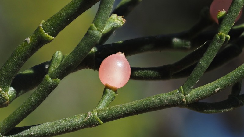Incense Cedar Mistletoe
