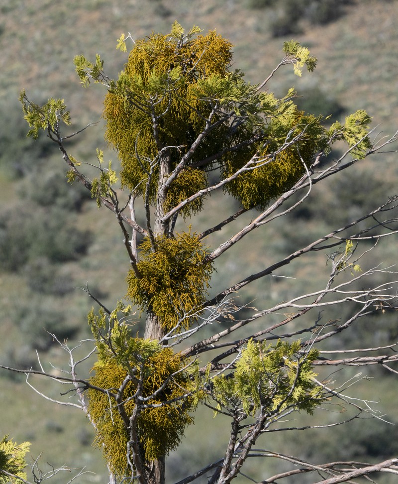 Incense Cedar Mistletoe photo 2