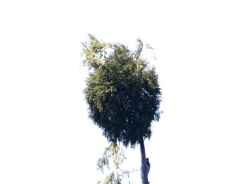 Incense Cedar Mistletoe photo 3