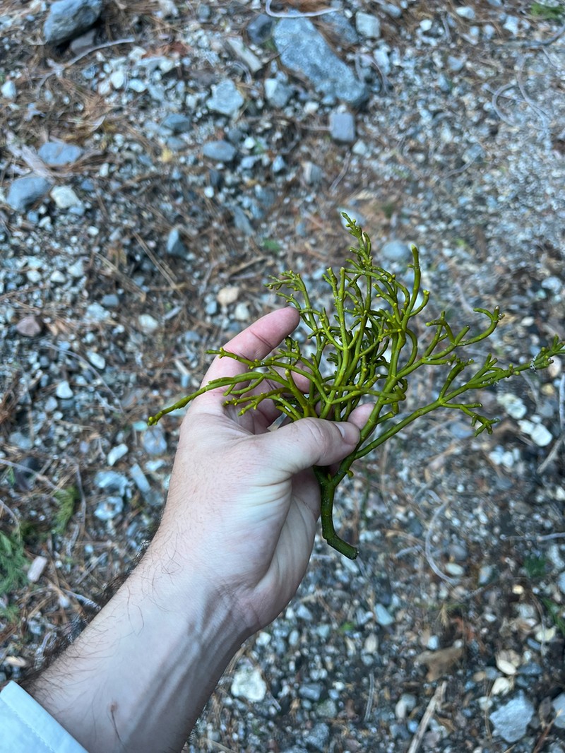 Incense Cedar Mistletoe photo 4