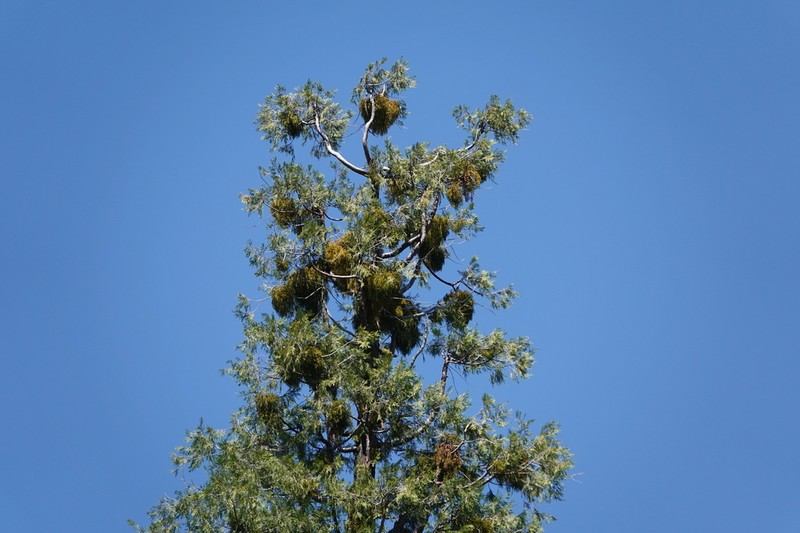 Incense Cedar Mistletoe photo 5