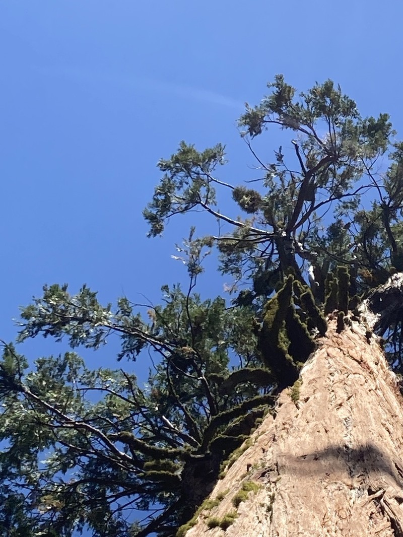 Incense Cedar Mistletoe photo 6