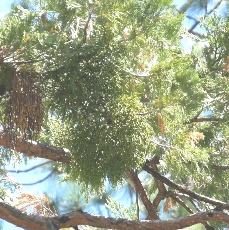 Incense Cedar Mistletoe photo 7