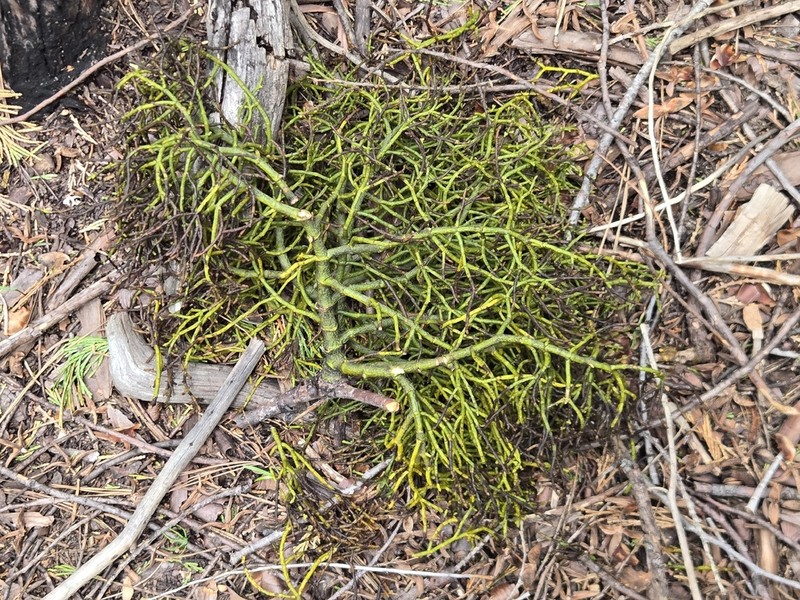 Incense Cedar Mistletoe photo 8