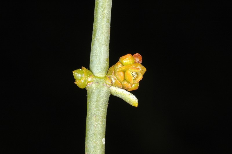 Phoradendron longicaule