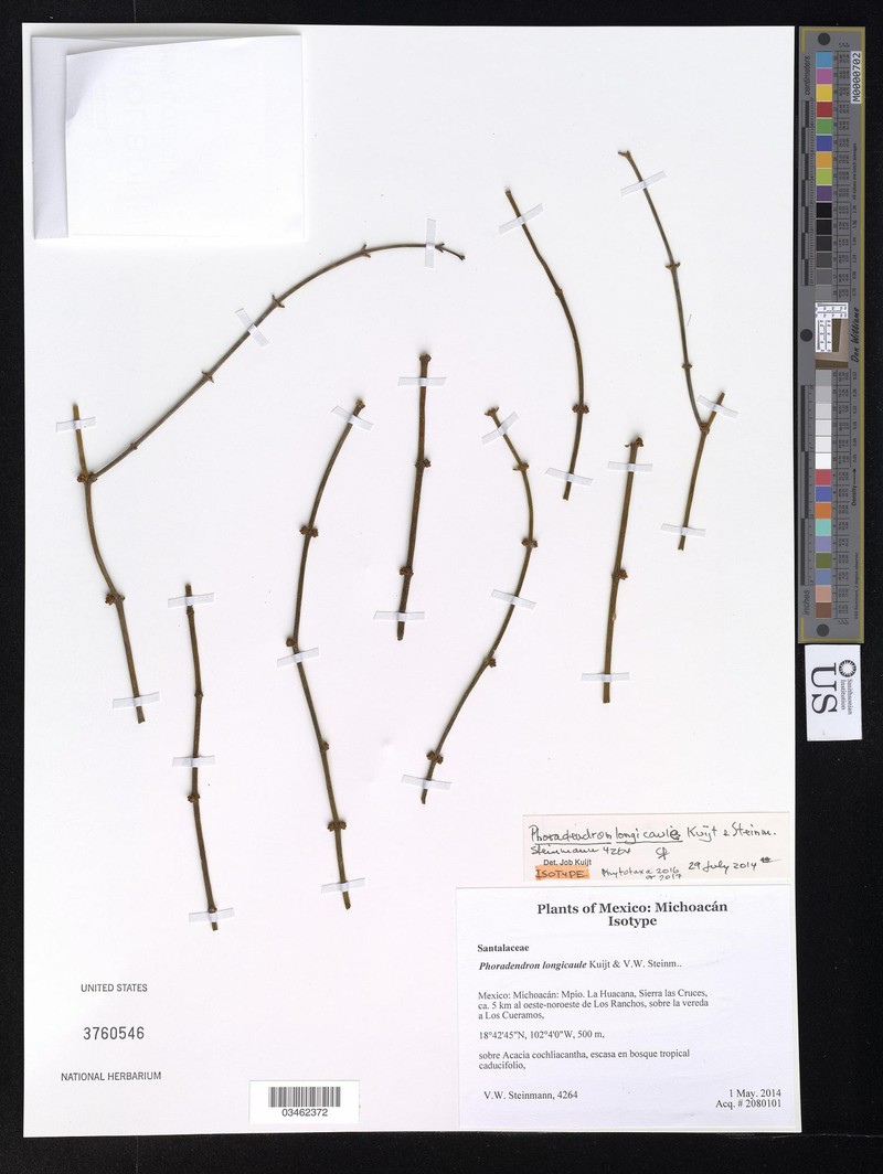 Phoradendron longicaule photo 2