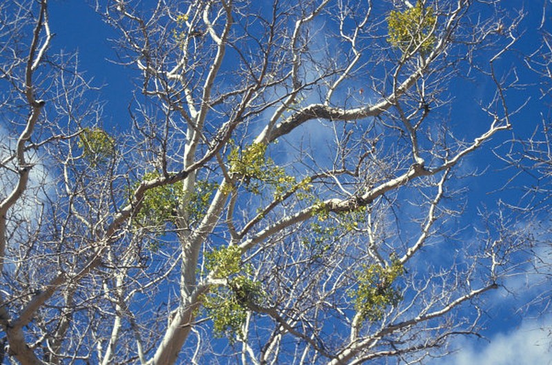 Colorado Desert Mistletoe
