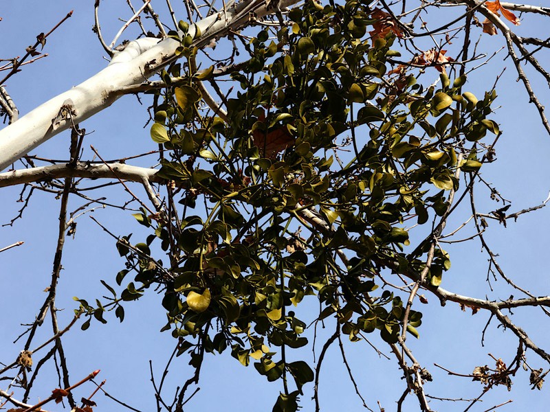 Colorado Desert Mistletoe photo 2