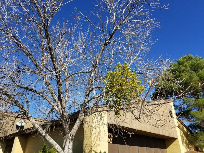 Colorado Desert Mistletoe photo 2