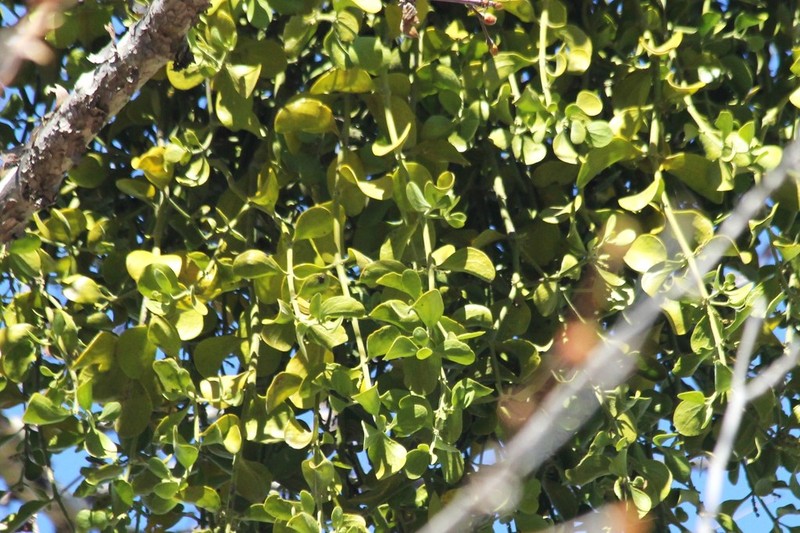 Colorado Desert Mistletoe photo 3