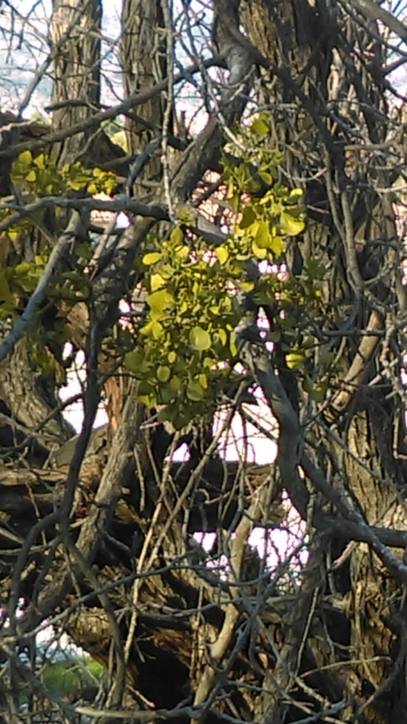 Colorado Desert Mistletoe photo 4