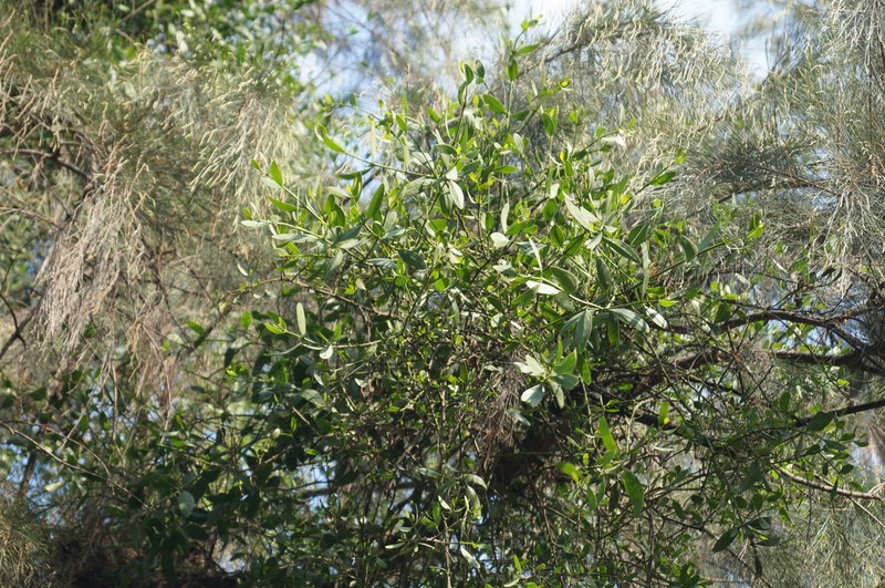 Colorado Desert Mistletoe photo 5