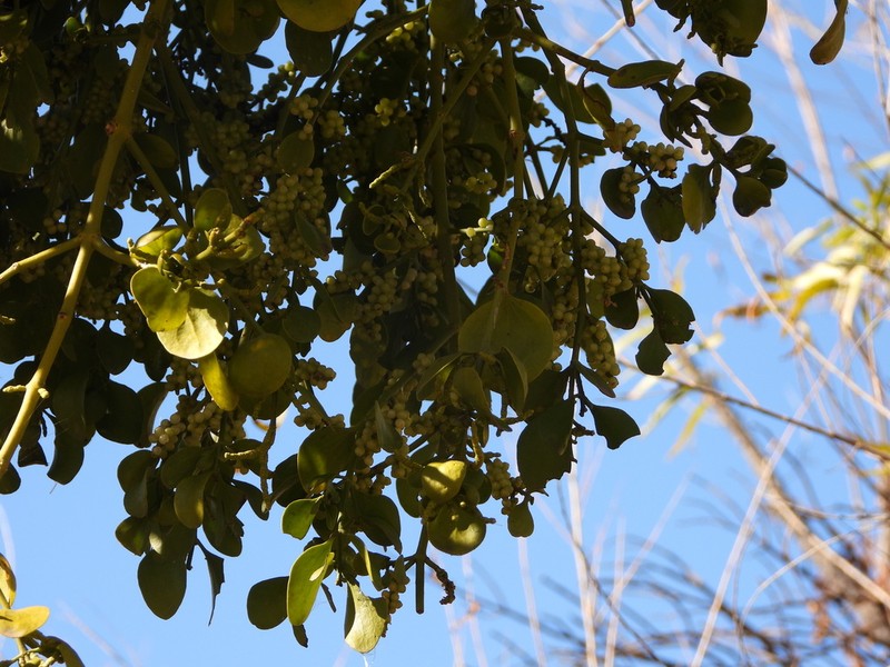 Colorado Desert Mistletoe photo 6