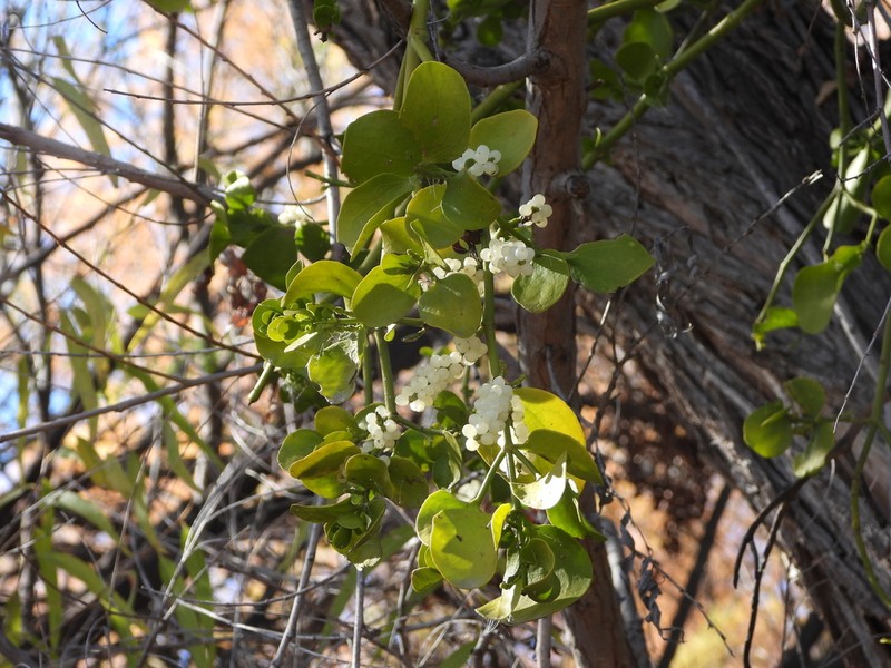 Colorado Desert Mistletoe photo 7