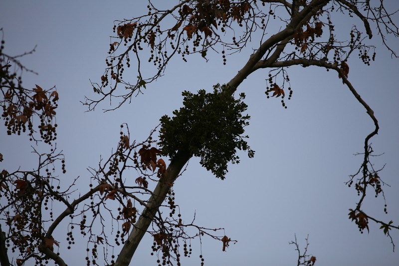 Colorado Desert Mistletoe photo 8