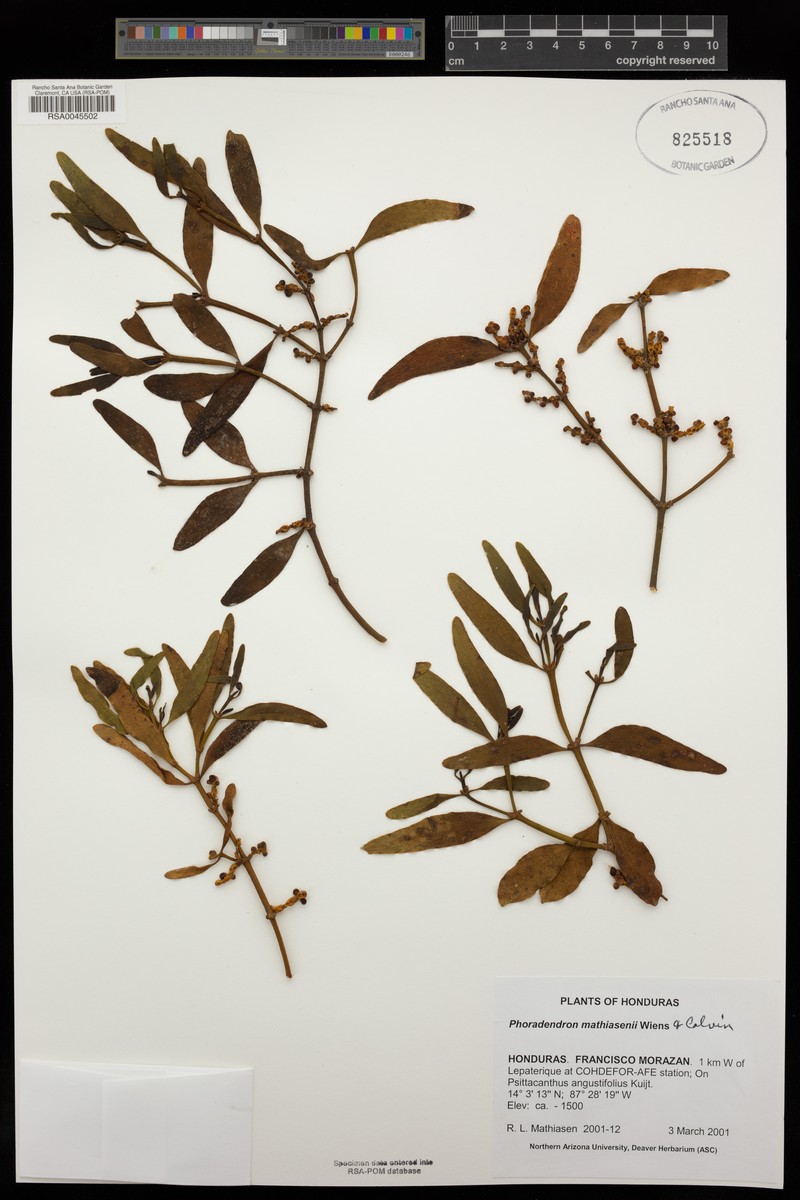 Phoradendron mathiasenii