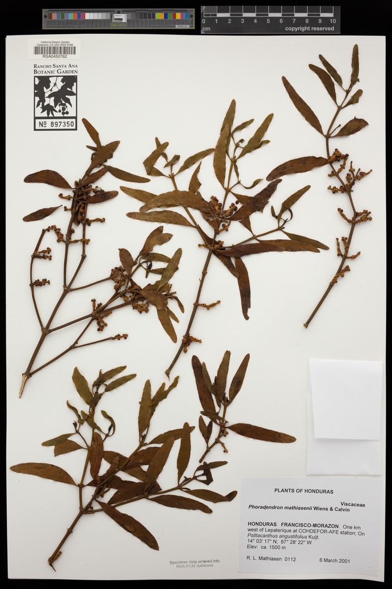 Phoradendron mathiasenii photo 2